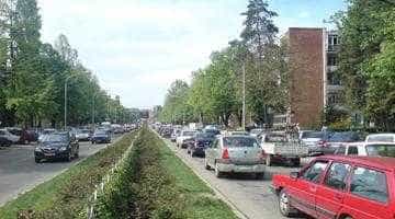 Primarul Pendiuc: ”Se taie doar 2-3 tei mai bătrâni de pe Calea București”
