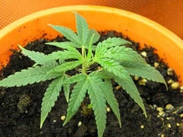 Trei bărbați care cultivau cannabis la ghiveci, reținuți de procurorii DIICOT