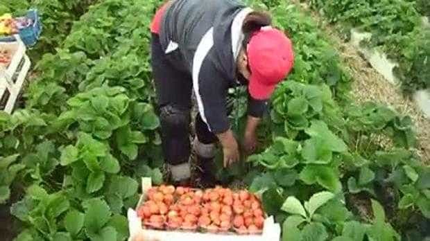 Selecţie de căpșunari! Se oferă 40,15 euro pe zi!