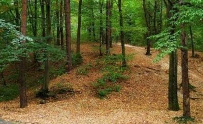 images_padurea-trivale