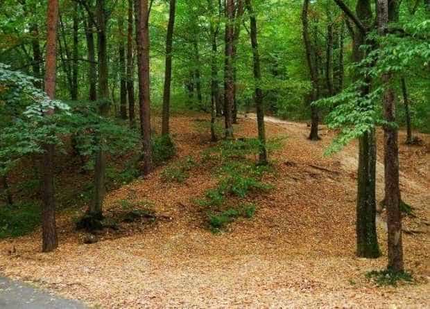 Ultima bombă! Direcţia Silvică Argeş a pierdut cele 32,8 ha din Pădurea Trivale, cumpărate de mai mulţi investitori evrei