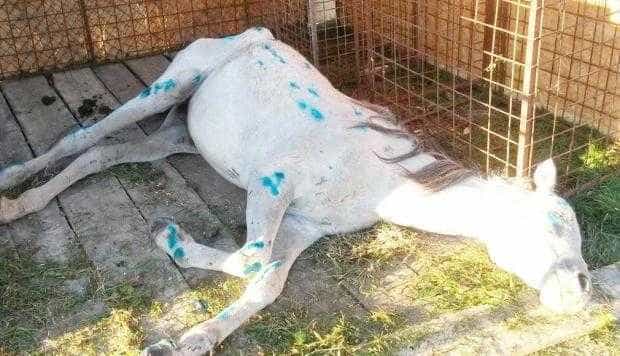 Cal maltratat, abandonat şi lăsat să moară într-un zăvoi din Mioveni
