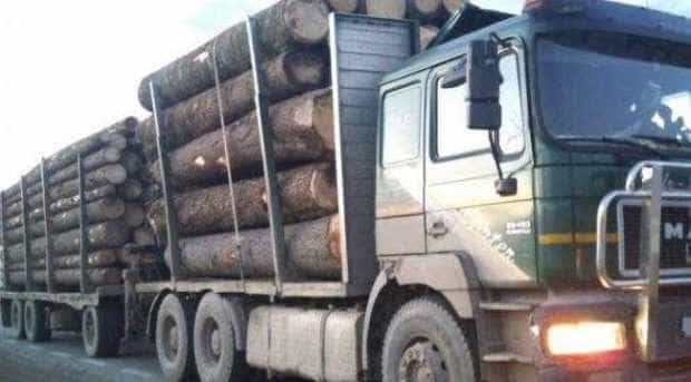 Continuă în Argeș transporturile ilegale de lemne