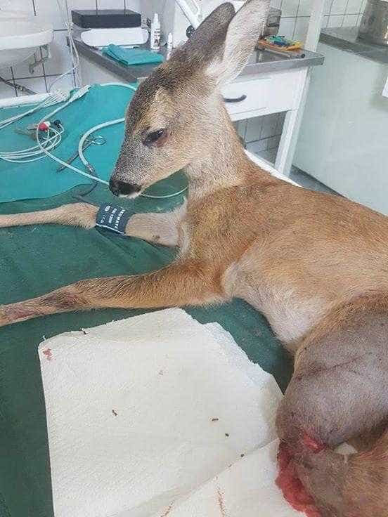Cum se simte Bambi după intervenția chirurgicală de marți