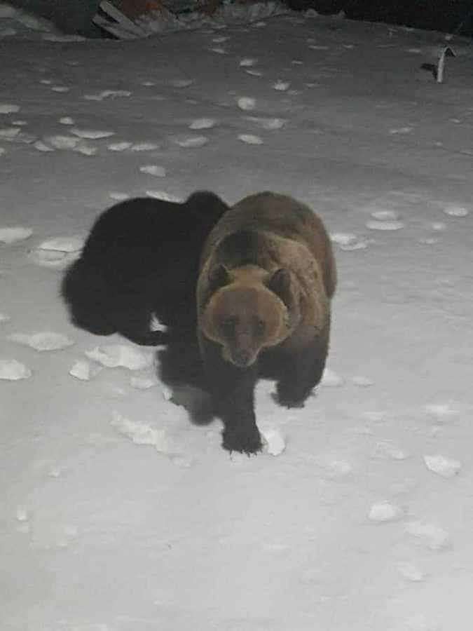 FOTO: Urșii au fost în turmă, aseară, la Bâlea Lac 7 urs1