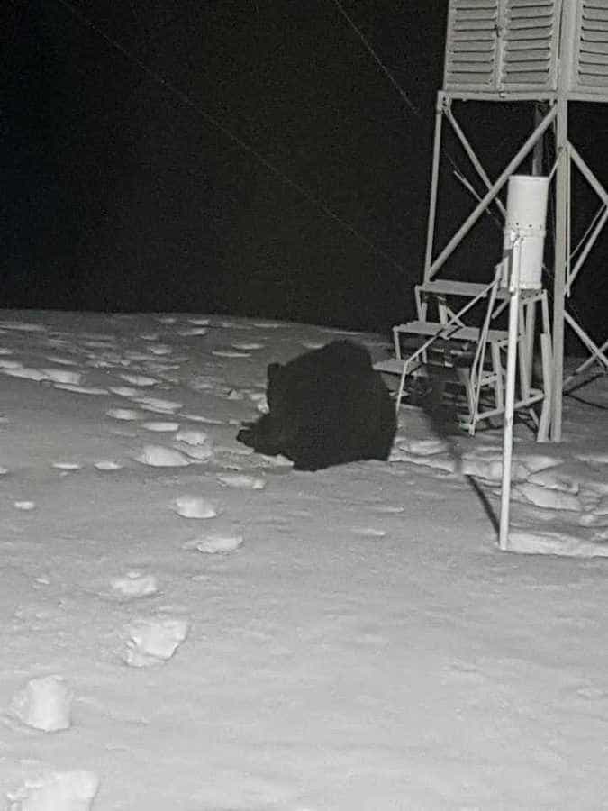 FOTO: Urșii au fost în turmă, aseară, la Bâlea Lac 8 urs3