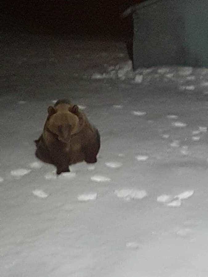 FOTO: Urșii au fost în turmă, aseară, la Bâlea Lac 9 urs4