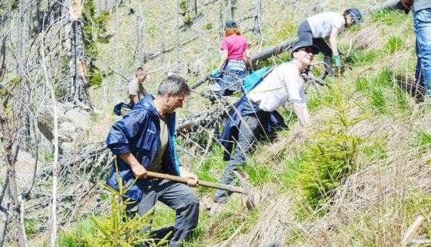 Fundaţia Conservation „Carpathia” a reîmpădurit 100 ha de teren în Argeş