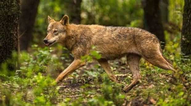 Haită de lupi, surprinsă în pădurile din România 