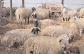 După pesta porcină, boala oii nebune în Argeş