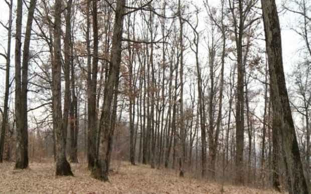 Jurist găsit spânzurat în Pădurea Trivale