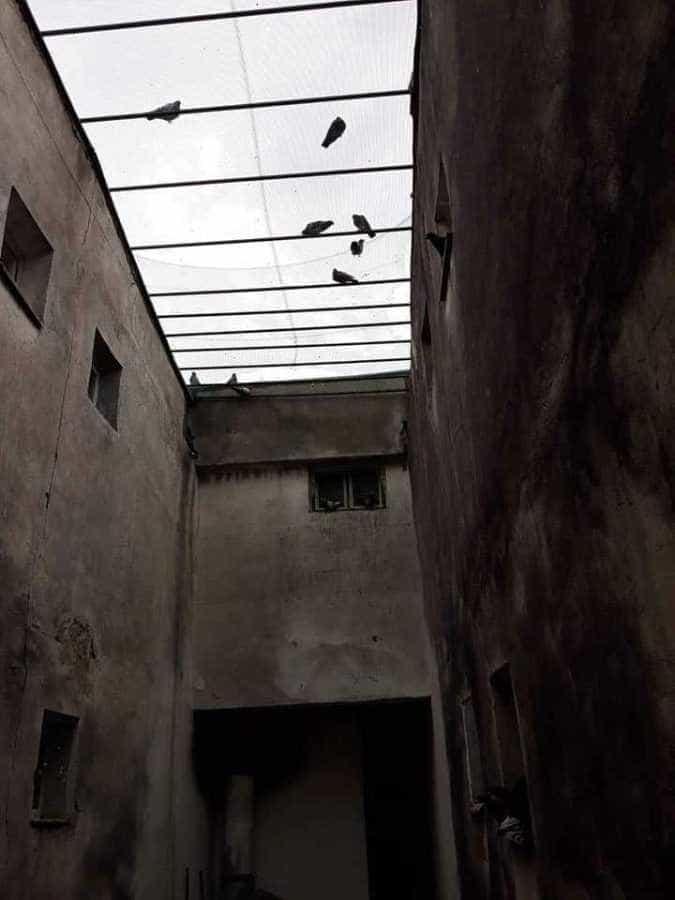 Porumbei captivi! Locatarii din blocul L4 din Nord solicită intervenția Poliției