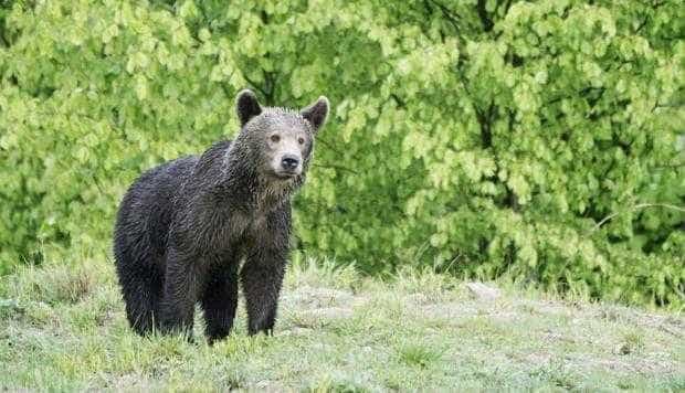 Monitorizarea populaţiei de urs şi lup în estul Făgăraşului
