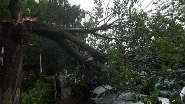 Copac căzut peste două autoturisme în Pitești