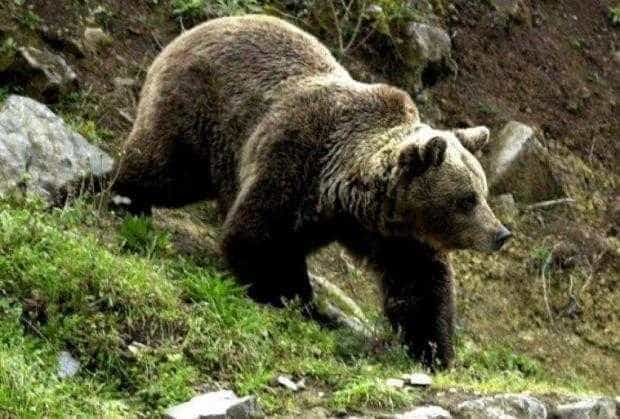 AJVPS Argeș trebuie să aprobe recoltarea ursilor care au atacat la Curtea de Argeș și Albești de Muscel
