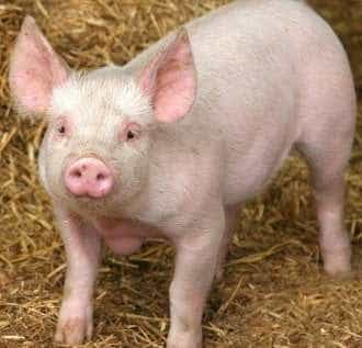 Virsul pestei porcine,  confirmat și la Bascov