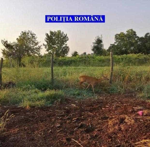 Percheziții pentru braconaj la Popești. Căprioară ținută în captivitate