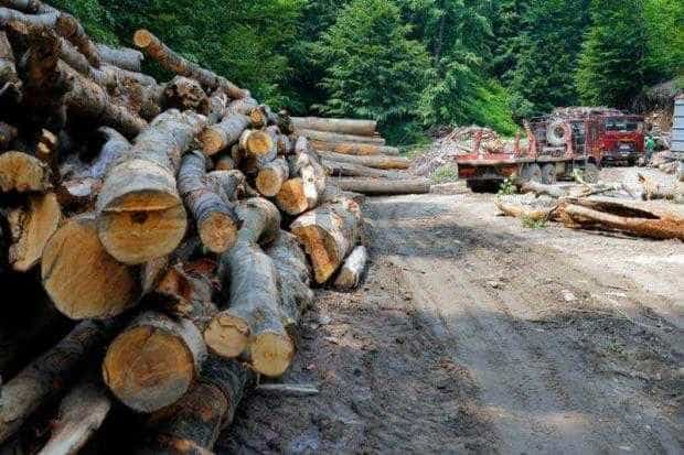 Noua URGENȚĂ a Guvernului Ciolacu: desființarea Gărzii Forestiere Naționale și a Agenției pentru Arii Naturale Protejate