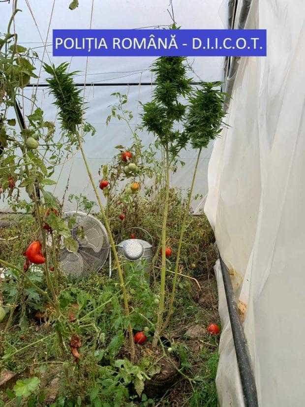Un argeșean, prins cultivând cannabis în solar