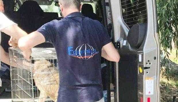 Program de sterilizare implementat în 10 comune din Argeş