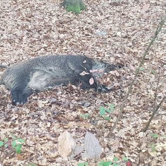Pesta porcină a ajuns și la Pitești