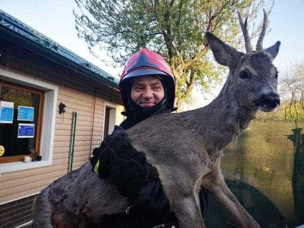 Pui de căprioară salvat de pompieri la Ștefănești