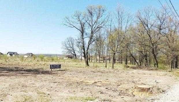 Liziera Pădurii Trivale dispare la Moşoaia. Răsar în loc pensiuni…