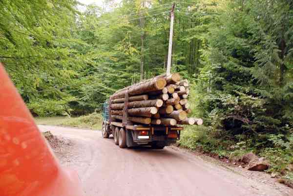 Amenzi pentru transport ilegal de lemne pe drumurile din Argeș