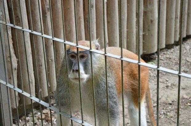 Zoo Pitești, deschisă zilnic de sărbători. Programul de vizitare