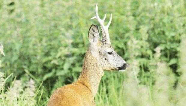 Câţi căpriori se vor împuşca anul acesta în Argeş