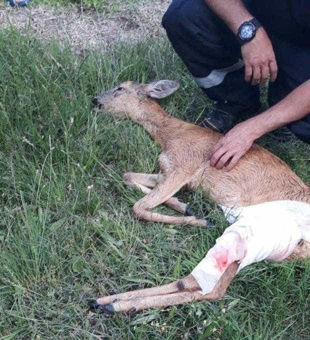 Pui de căprioară, salvat de pompierii argeșeni