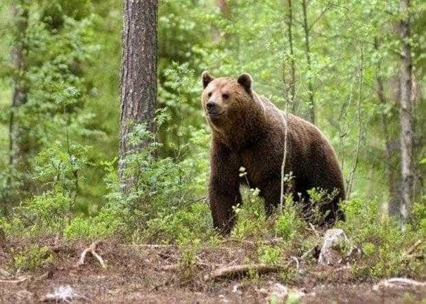 Doi urşi din Argeş vor fi împuşcaţi pe final de an
