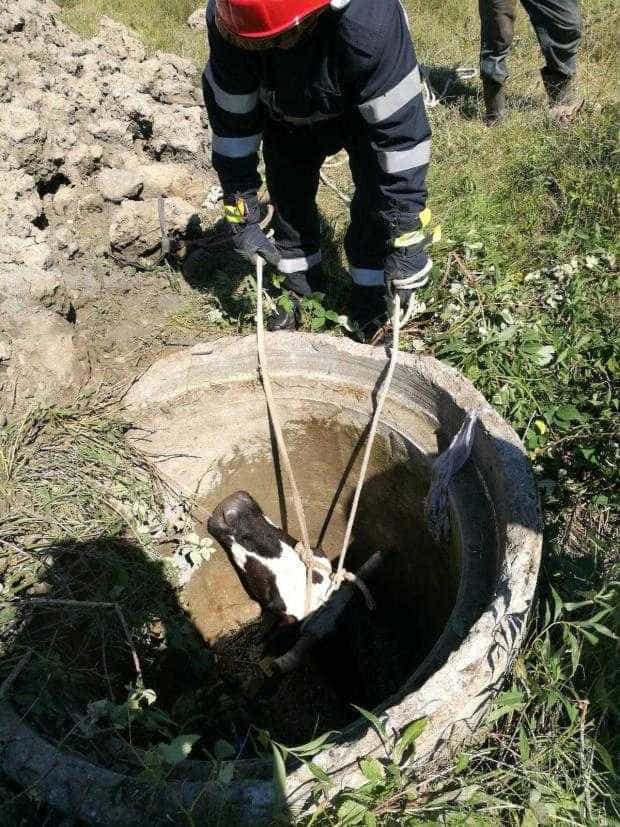 Budeasa: Pompierii argeșeni au salvat o bovină căzută într-un canal