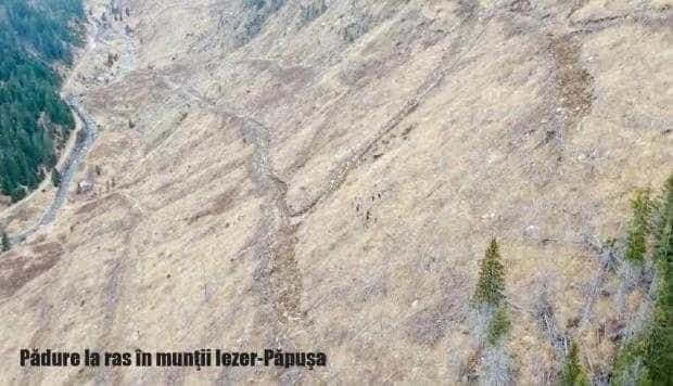 Pădure refăcută în Iezer-Păpuşa