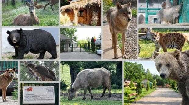 Intrare gratuită la Grădina Zoologică Pitești, de 1 iunie