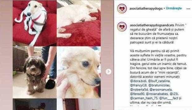După un SOS pe Facebook, oamenii au sărit să ia în găzduire pe perioada gerului căţeii şi pisicuţele de la asociația Flaviei Ghiţu