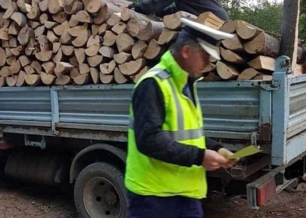 Domnești: Transporta material lemnos fără proveniență legală