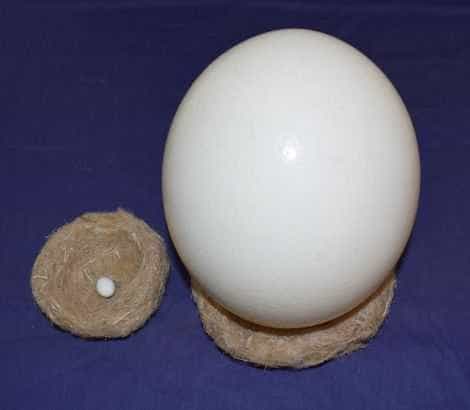 Cel mai mic ou și cel mai mare ou