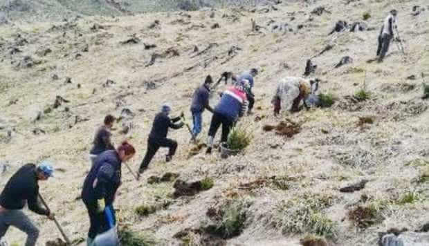 Aproape o sută de hectare reîmpădurite în Făgăraş