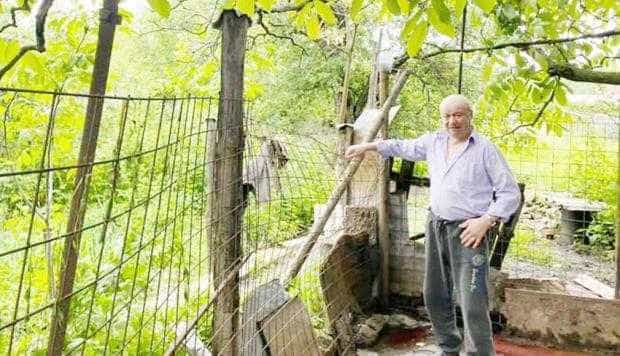 Familia Ivan din Câmpulung a rămas fără doi porci după apariţia ursului în gospodărie