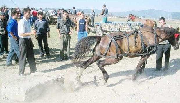 Pe vremuri, caii erau chinuiţi la târg. Acum este interzis acest lucru.