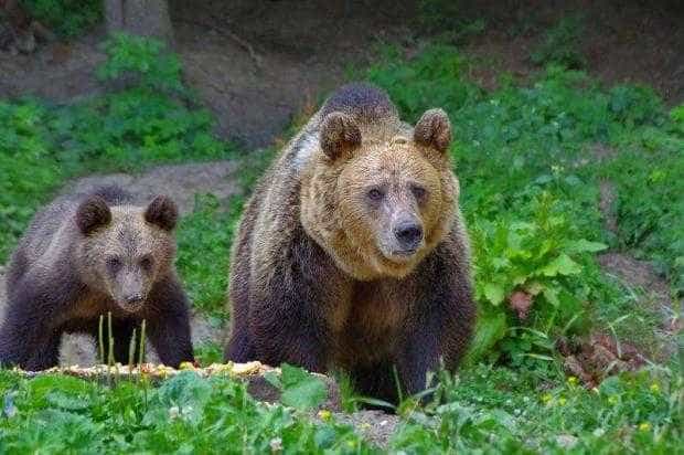 Localnicii din Budeasa, terorizaţi de urşii care coboară din pădure după mâncare