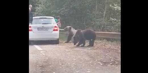 Amendată pentru că a fotografiat un urs pe Transfăgărășan