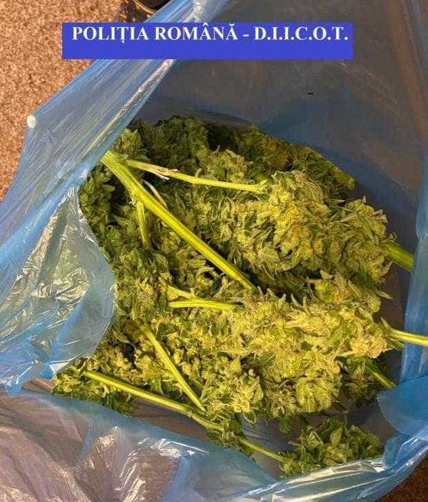 Medic toxicolog: Canabisul, pe primul loc la consum la adolescenţii care ajung la spital cu supradoze