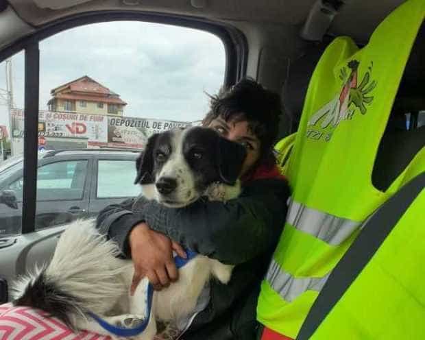 SOS pentru Flory și cățelușa ei care nu au un acoperiș deasupra capului