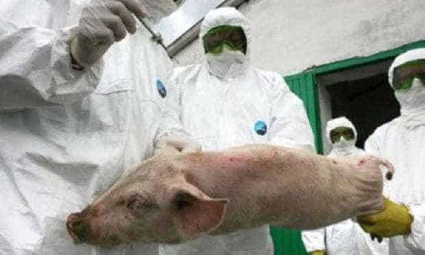 Focar de pestă porcină stins, în comuna Bârla