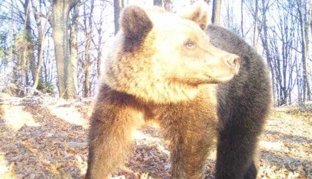 Conform unui studiu al „Conservation Carpathia”, în Făgăraş sunt 17-18 urşi/100 km pătraţi