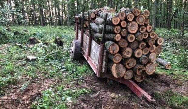 Curg amenzile pentru transport ilegal de lemne, în Argeș
