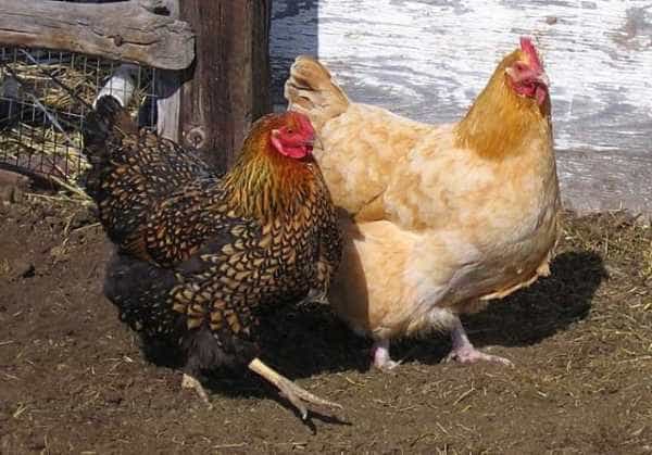 Focar de gripă aviară în România 