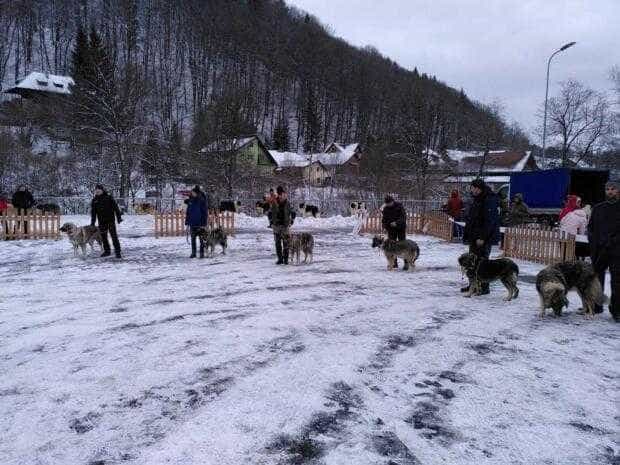 Conservation Carpathia donează câini ciobănești fermierilor din Argeș